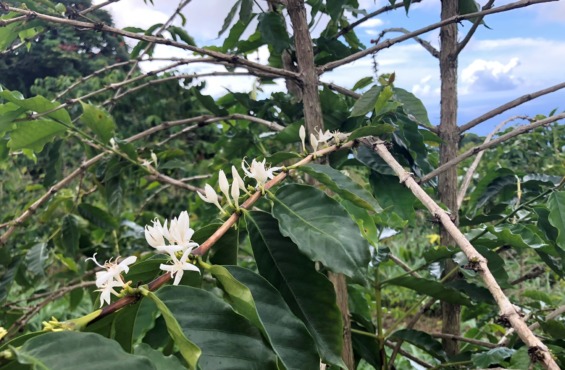 コナコーヒーの白い花