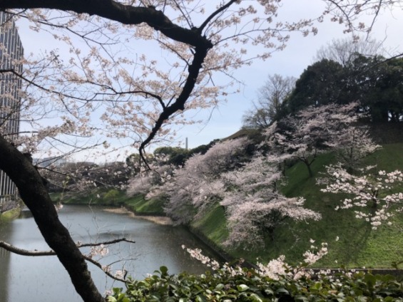 牛ヶ淵と桜の景色