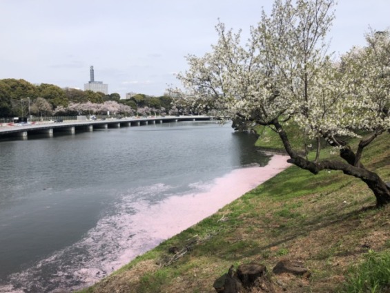 千鳥ヶ淵の水面に広がる桜の花びら
