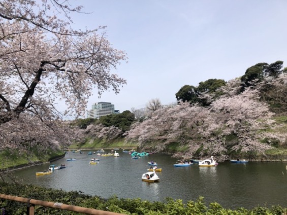 千鳥ヶ淵のボートと桜