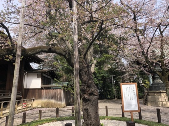 靖国神社内の桜の標本木